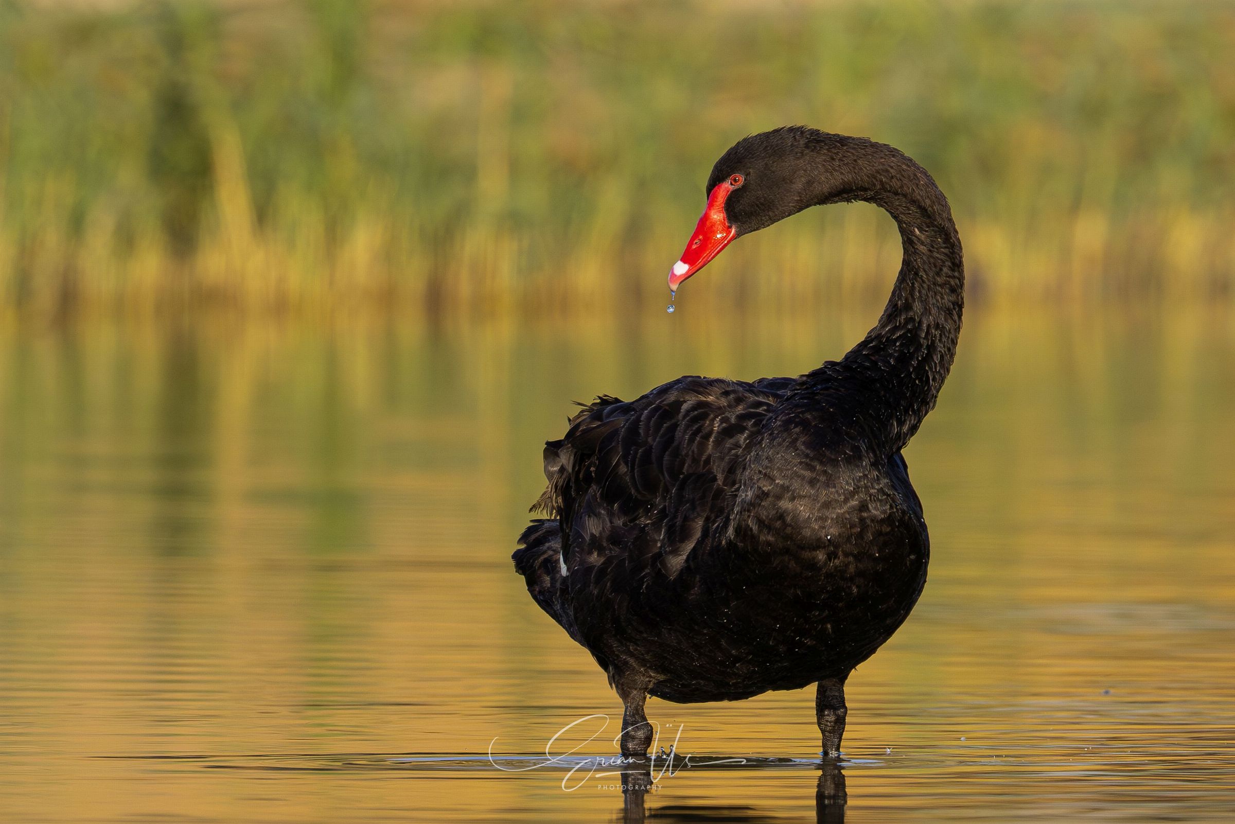 Black Swan