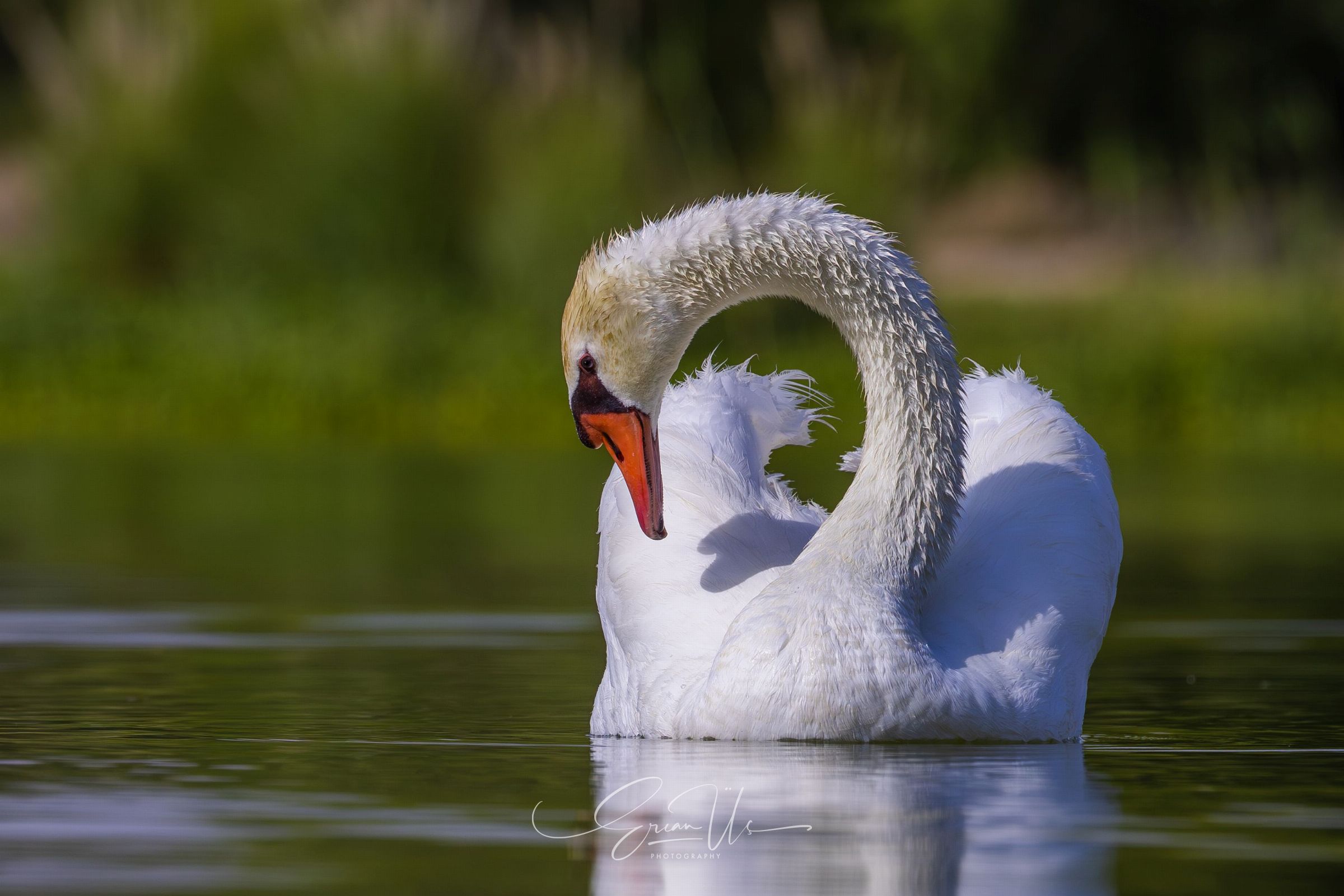 Swan