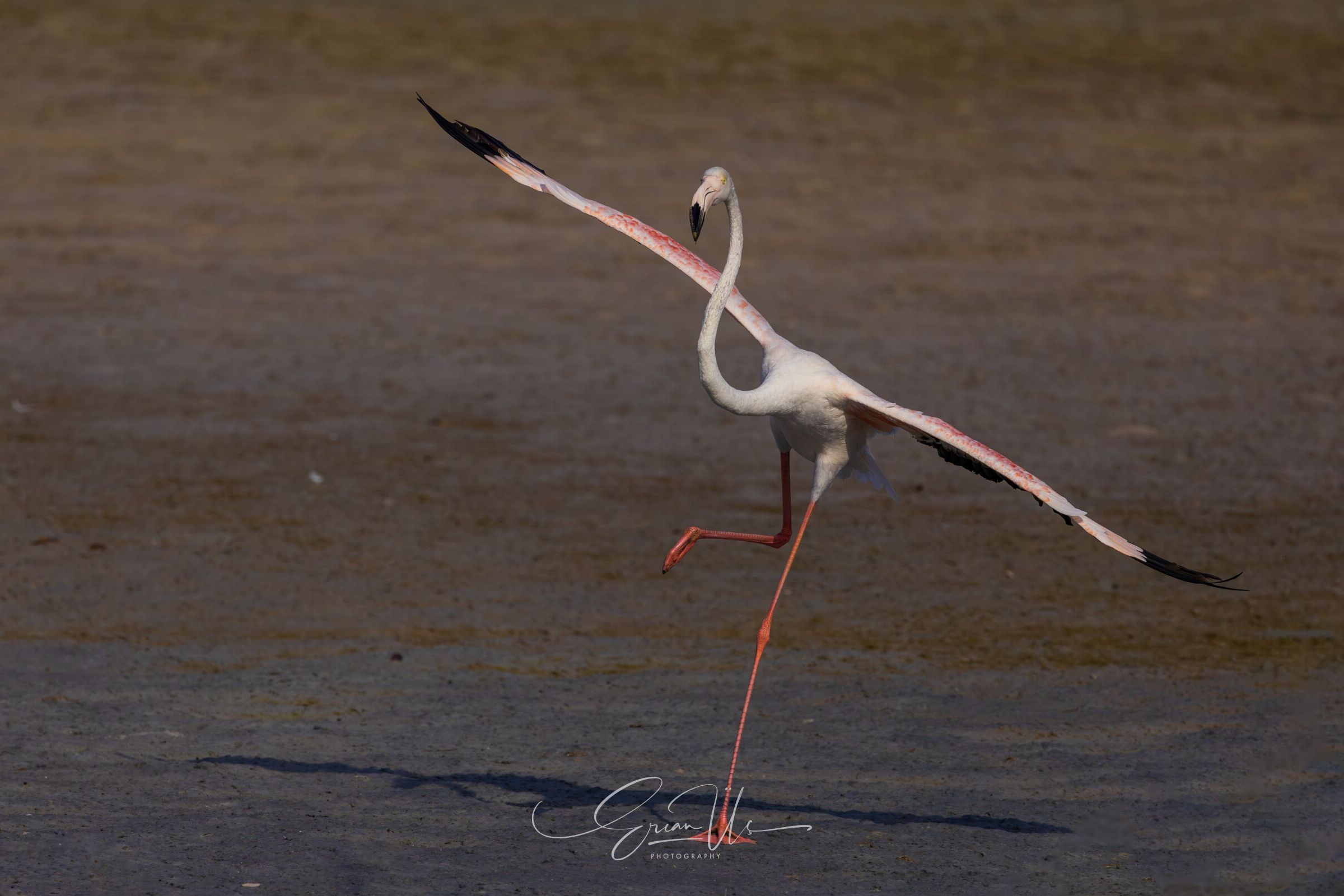 Flamingo