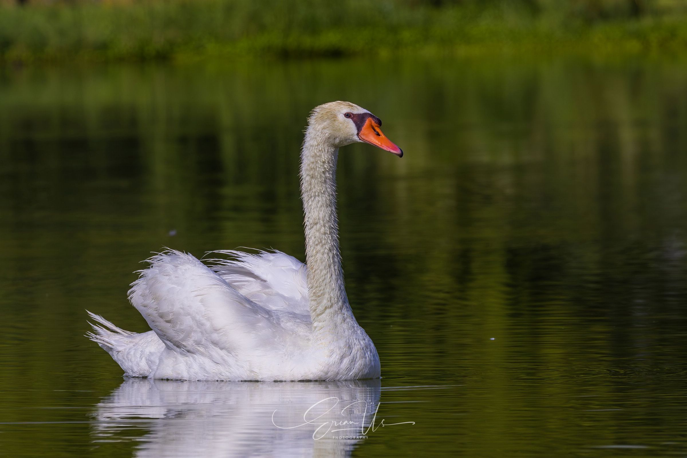 Swan
