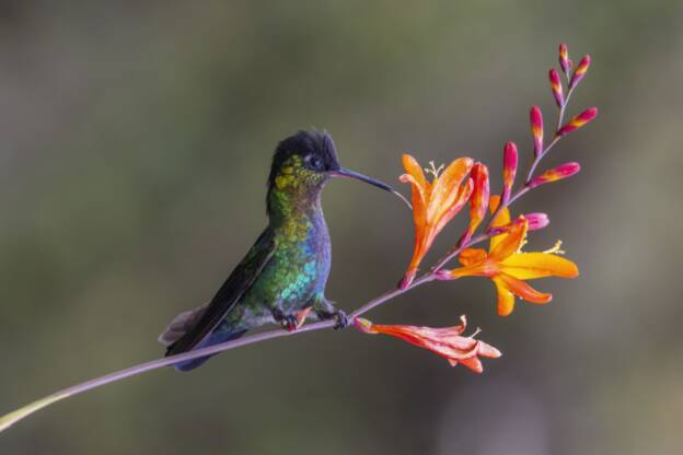 Costa Rica
