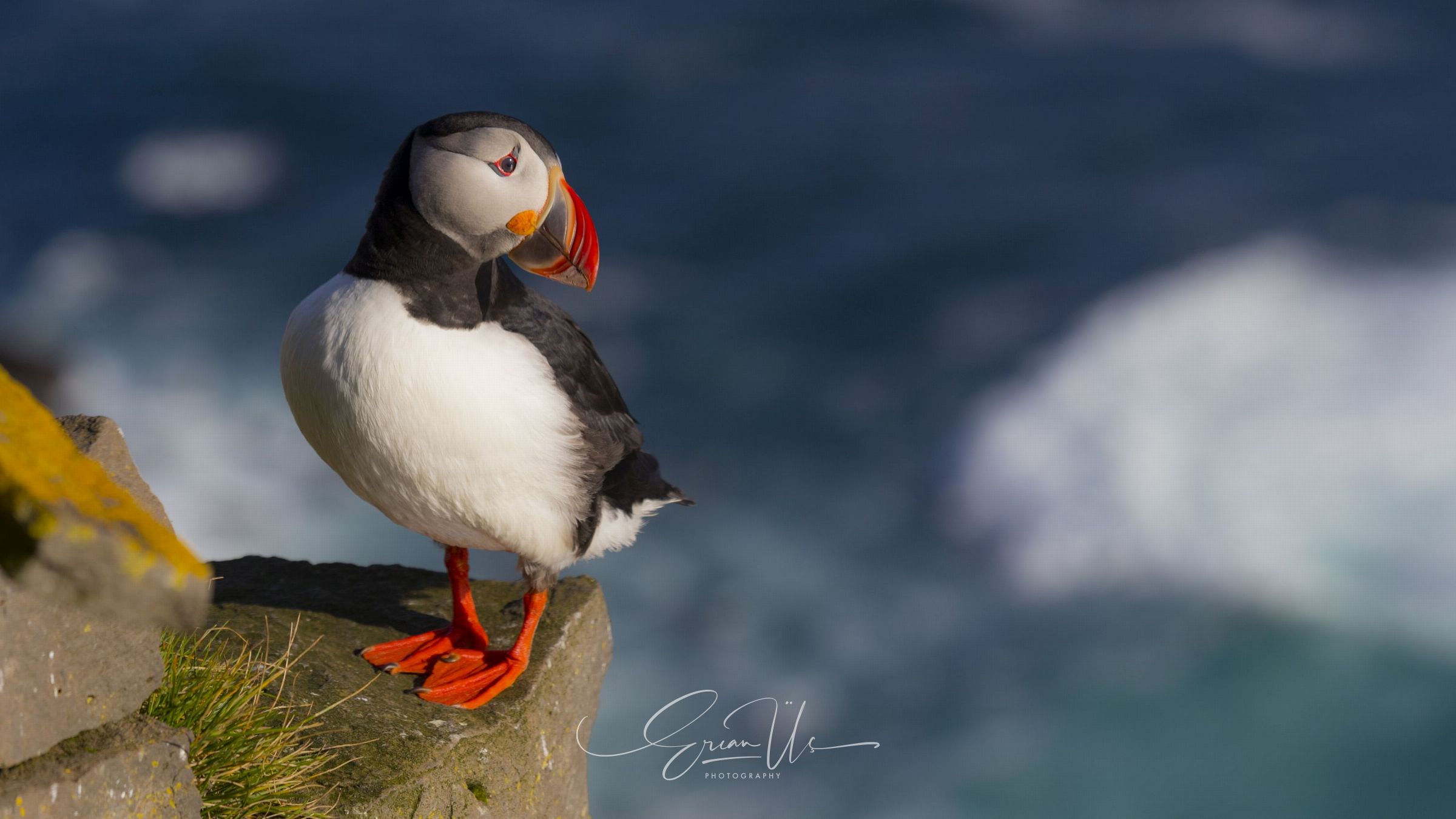 Wildlife