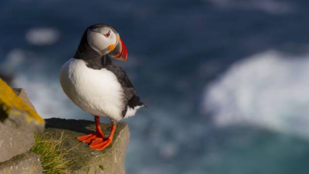 Wildlife